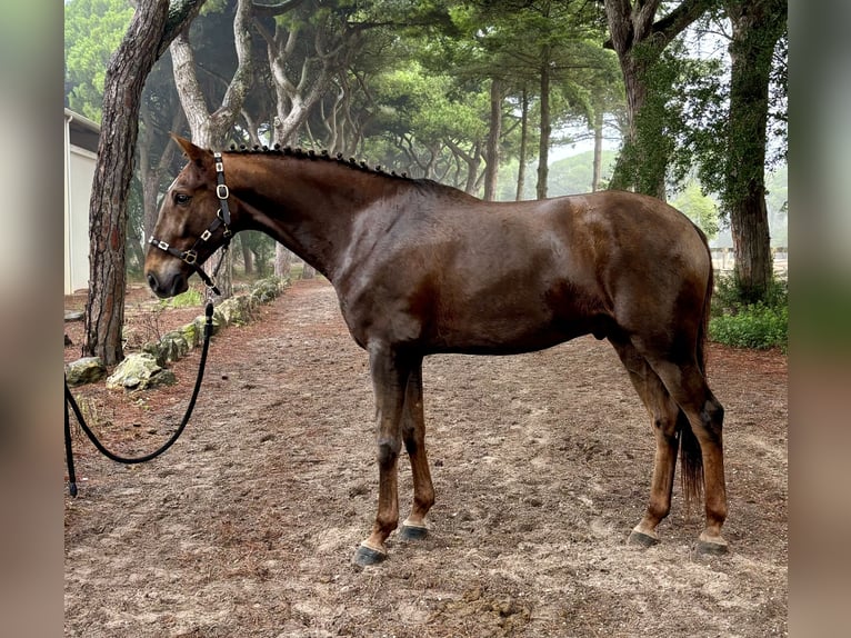 Lusitano Castrone 6 Anni 168 cm in Cascais