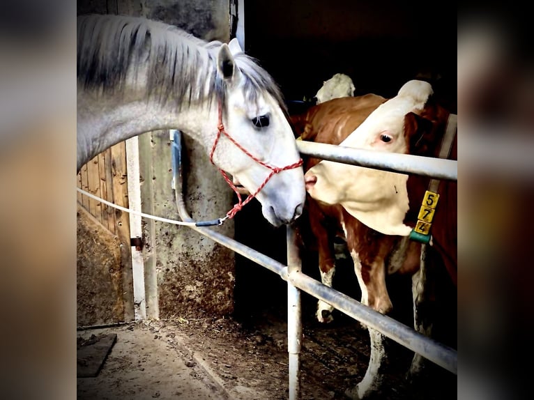 Lusitano Castrone 6 Anni 168 cm Grigio in Augsburg