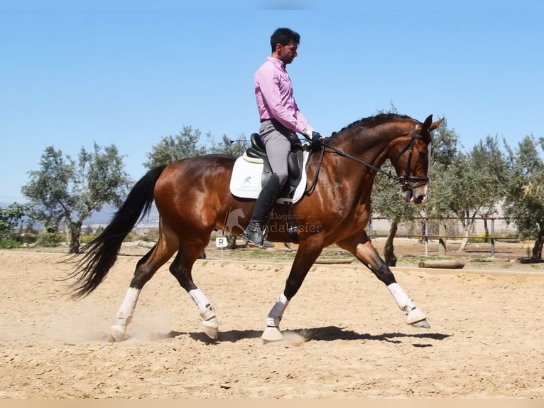 Lusitano Castrone 6 Anni 170 cm Baio in Provinz Granada