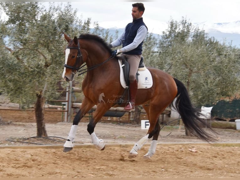 Lusitano Castrone 6 Anni 170 cm Baio in Provinz Granada