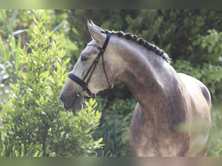 Lusitano Castrone 6 Anni 170 cm Grigio rossastro in Mafra