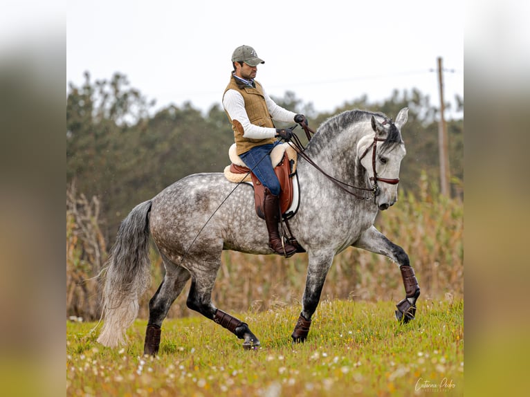 Lusitano Castrone 6 Anni 171 cm Grigio in Pinhal da Nazaré