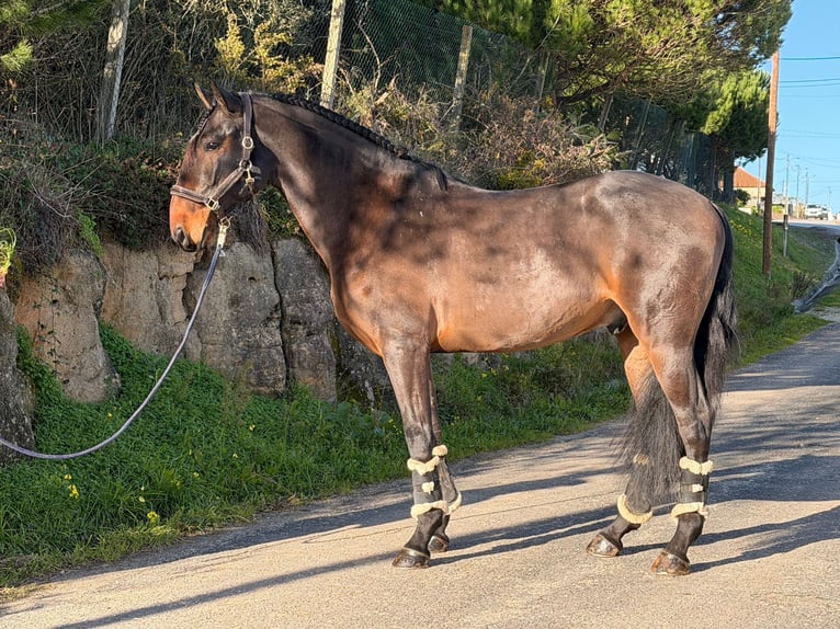Lusitano Castrone 6 Anni 172 cm Baio in Caldas da Rainha