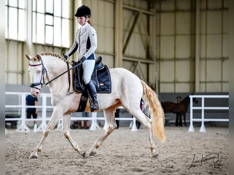 Lusitano Castrone 6 Anni Champagne in Marienbad