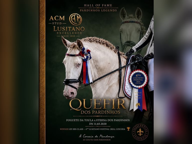 Lusitano Castrone 6 Anni Champagne in Marienbad