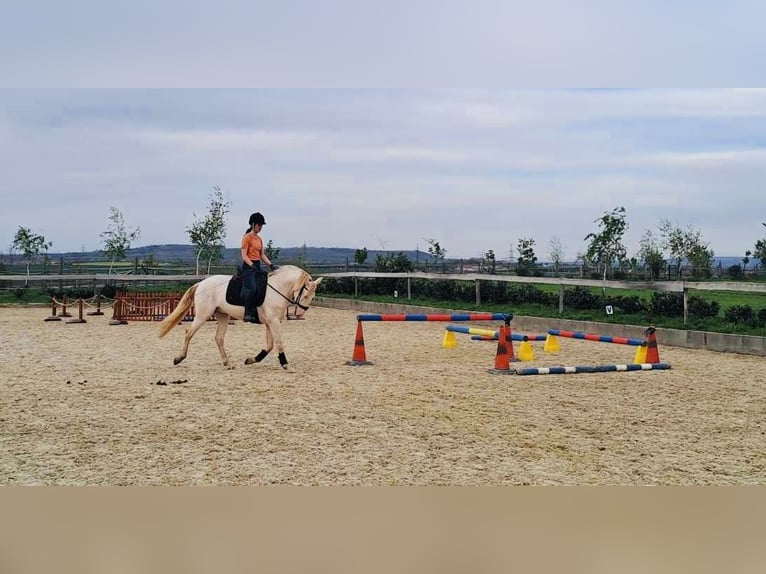 Lusitano Castrone 6 Anni Champagne in Marienbad