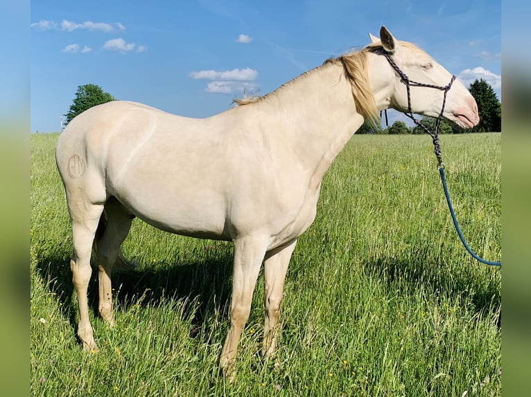 Lusitano Castrone 6 Anni Champagne in Marienbad