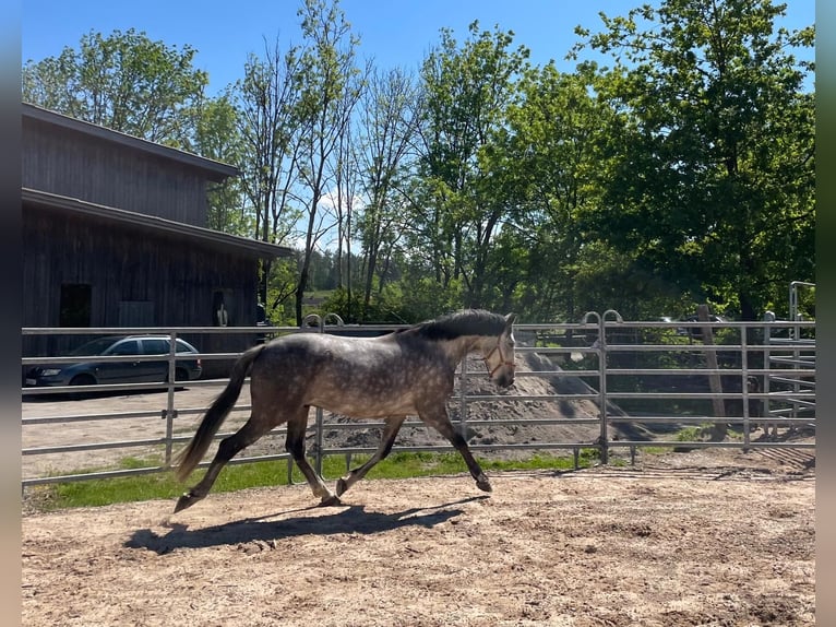 Lusitano Castrone 7 Anni 155 cm Grigio ferro in Maitenbeth