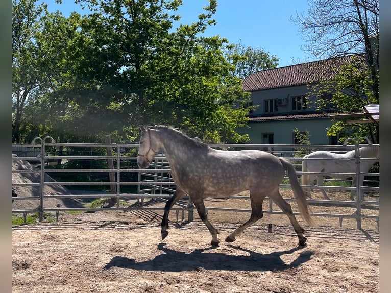 Lusitano Castrone 7 Anni 155 cm Grigio ferro in Maitenbeth