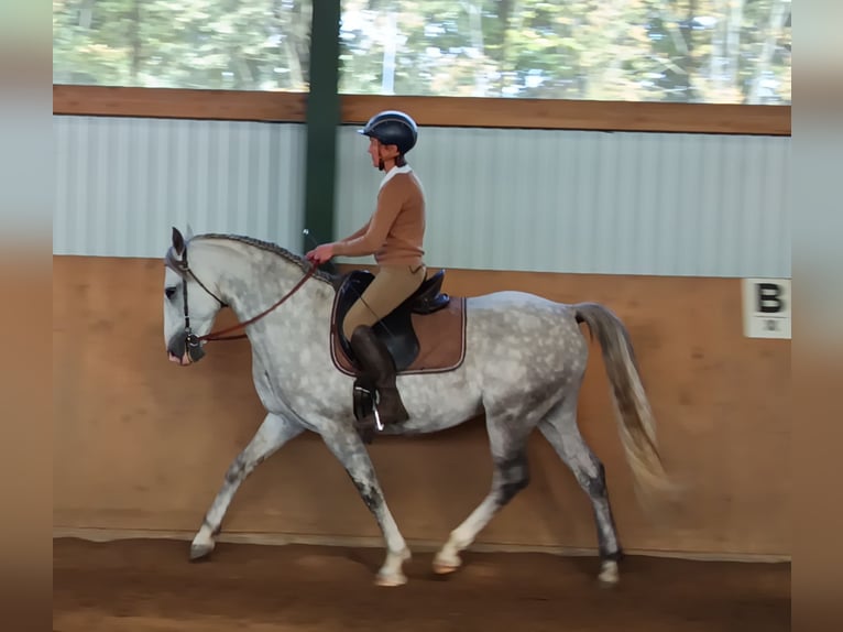 Lusitano Castrone 7 Anni 155 cm Grigio pezzato in Neuenkirchen