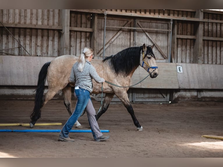 Lusitano Castrone 7 Anni 157 cm Falbo in Markt Nordheim