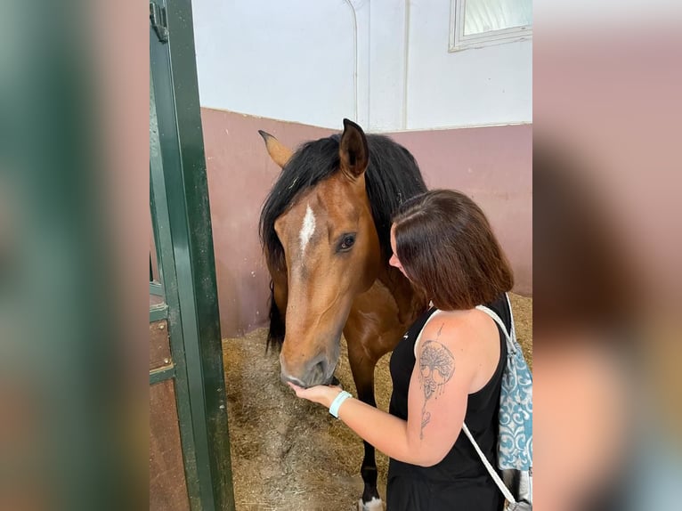 Lusitano Castrone 7 Anni 160 cm Baio in Leuggern