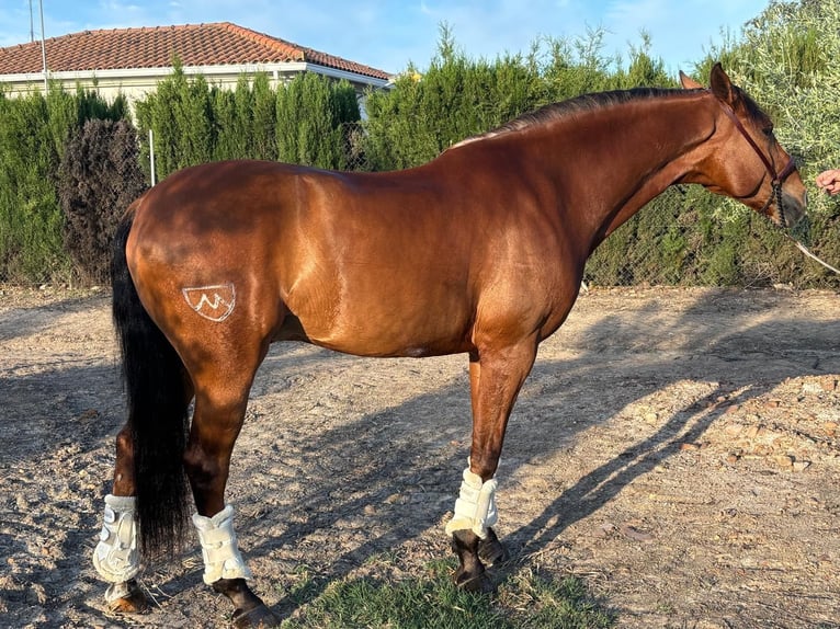 Lusitano Castrone 7 Anni 160 cm Baio scuro in Schwarme