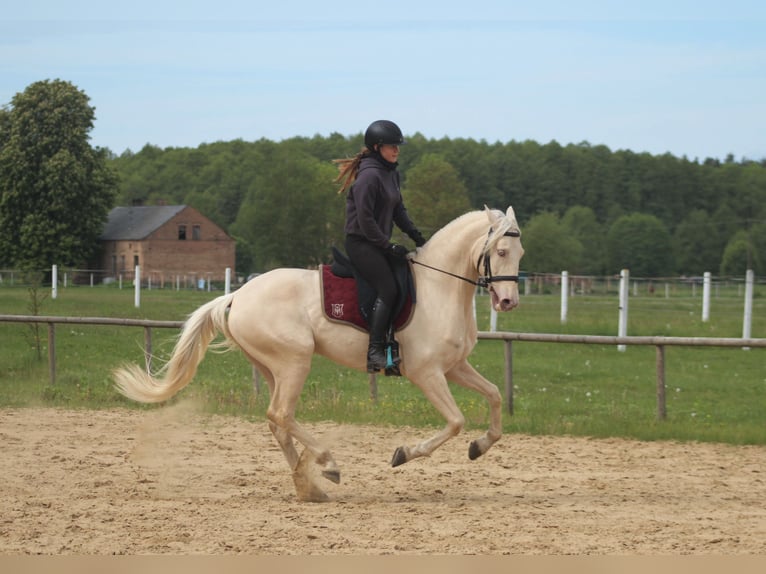 Lusitano Castrone 7 Anni 160 cm Cremello in Santok