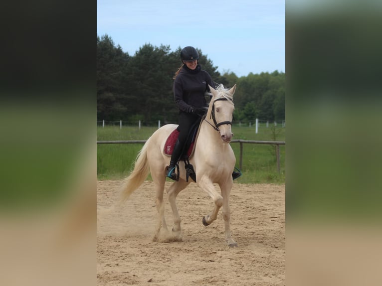 Lusitano Castrone 7 Anni 160 cm Cremello in Santok
