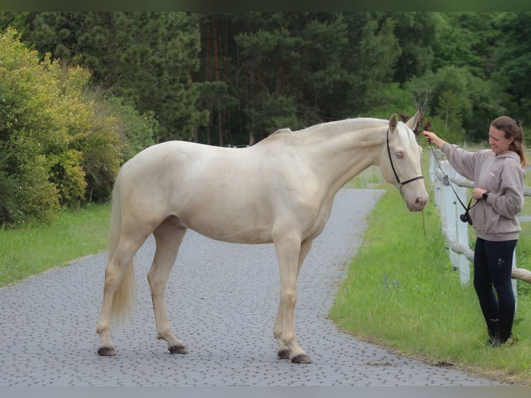 Lusitano Castrone 7 Anni 160 cm Cremello in Santok