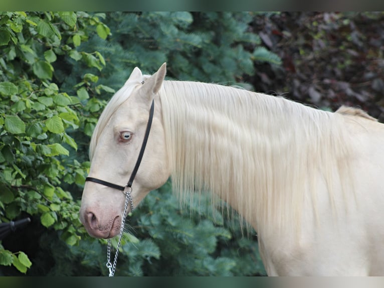 Lusitano Castrone 7 Anni 160 cm Cremello in Santok