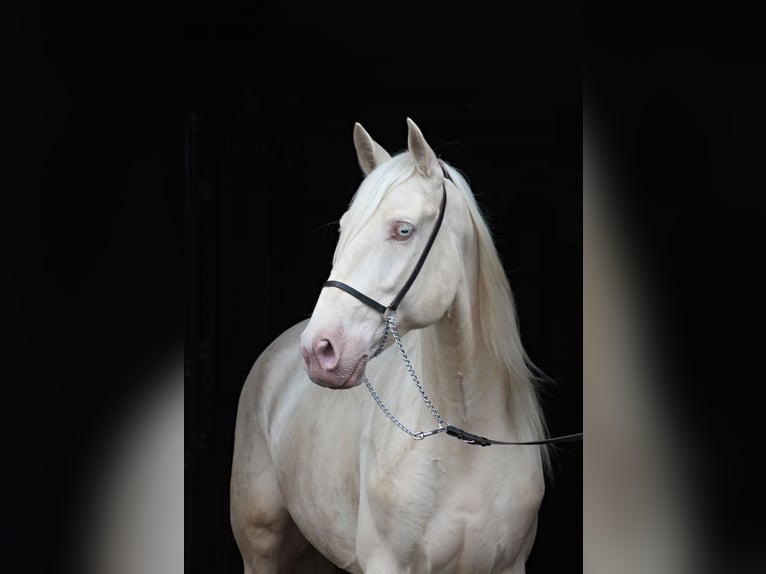 Lusitano Castrone 7 Anni 160 cm Cremello in Santok