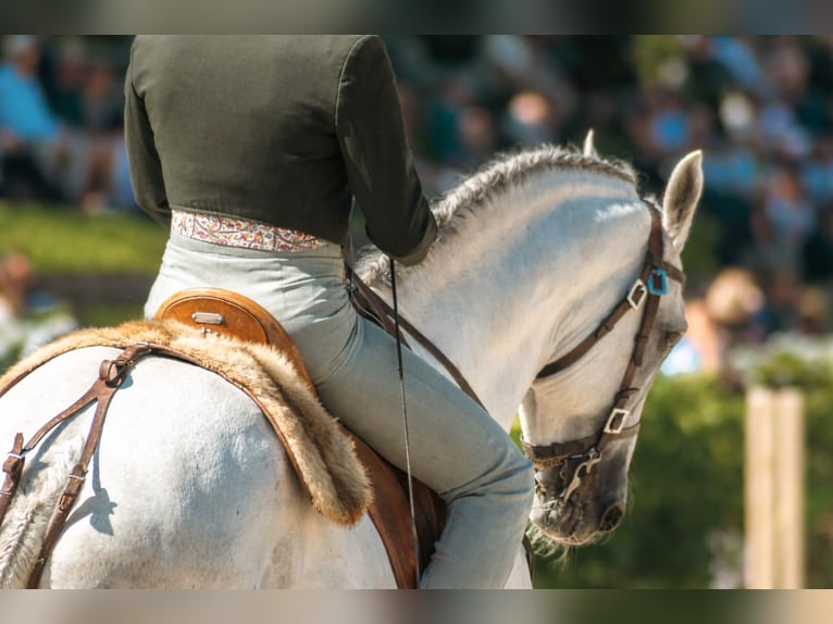 Lusitano Castrone 7 Anni 160 cm Grigio in Talarrubias