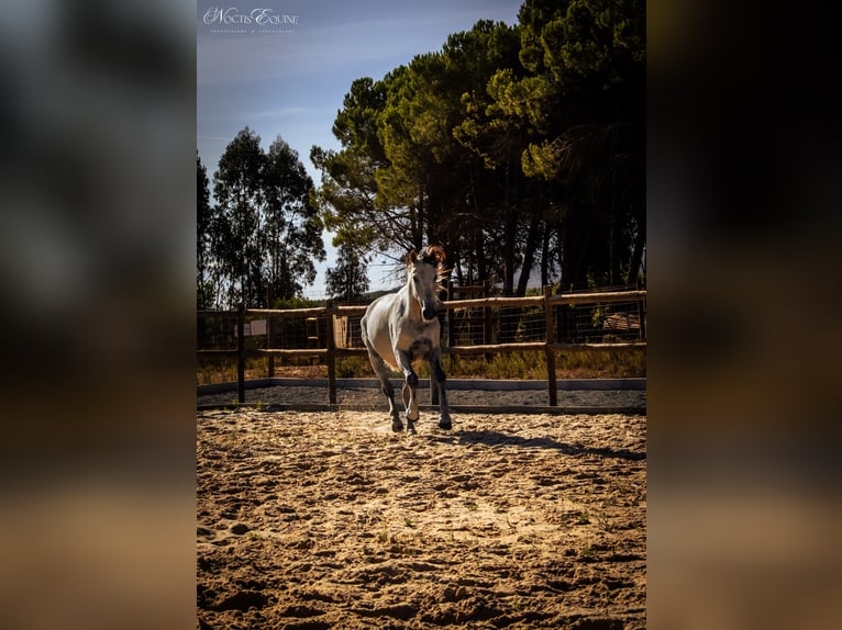 Lusitano Castrone 7 Anni 160 cm Grigio rossastro in Sao Teotonio