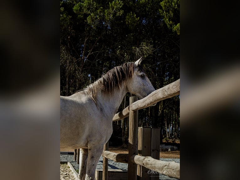 Lusitano Castrone 7 Anni 160 cm Grigio rossastro in Sao Teotonio