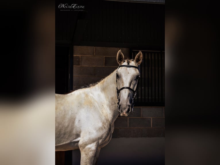 Lusitano Castrone 7 Anni 160 cm Grigio in S&#xE3;o Teot&#xF3;nio