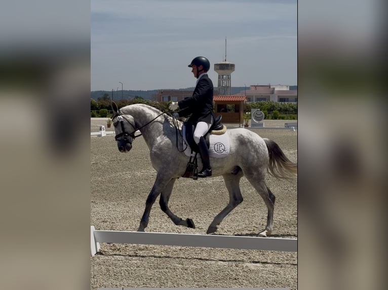 Lusitano Castrone 7 Anni 160 cm Grigio in Amarante