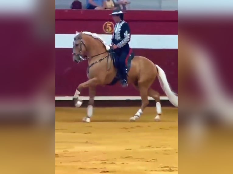 Lusitano Castrone 7 Anni 160 cm Palomino in Ermelo