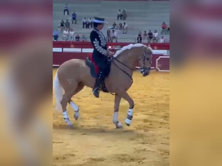Lusitano Castrone 7 Anni 160 cm Palomino in Ermelo