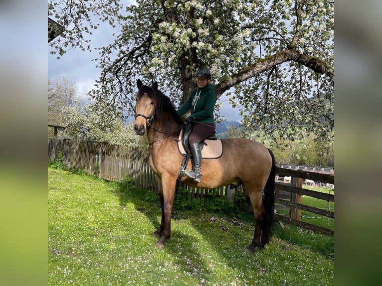 Lusitano Castrone 7 Anni 161 cm Falbo in Schwarzach im Pongau