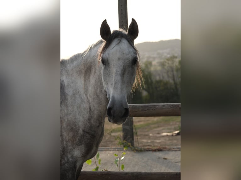 Lusitano Castrone 7 Anni 162 cm Grigio in Chavanod