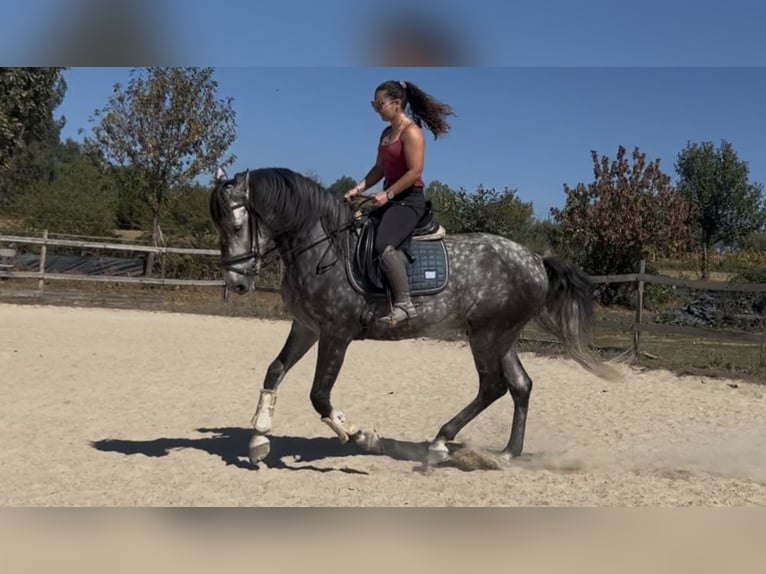 Lusitano Castrone 7 Anni 162 cm Grigio in Seia