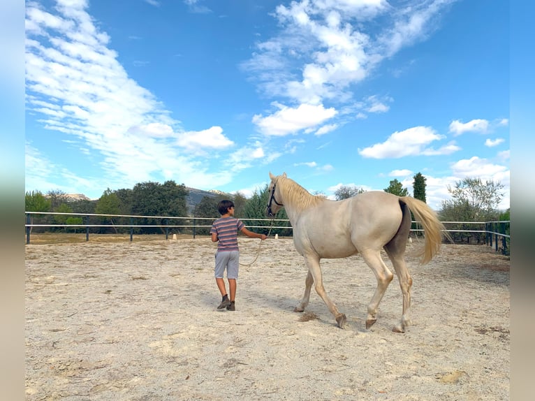 Lusitano Castrone 7 Anni 162 cm Pearl in Alcala La Real