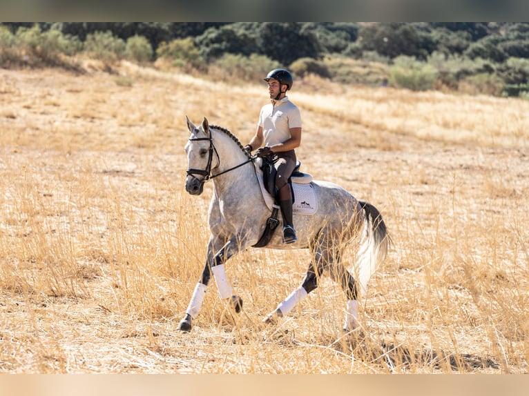 Lusitano Castrone 7 Anni 163 cm Grigio in Montecorto