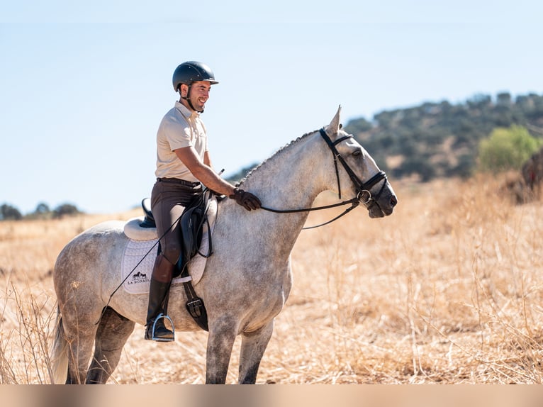 Lusitano Castrone 7 Anni 163 cm Grigio in Montecorto