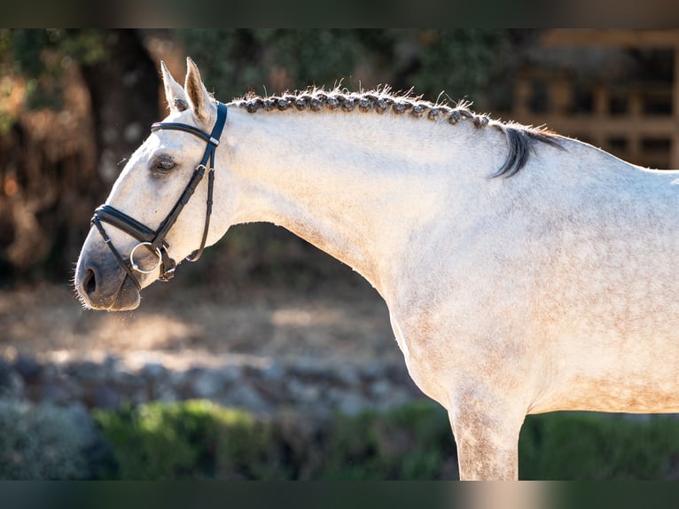 Lusitano Castrone 7 Anni 163 cm Grigio in Montecorto