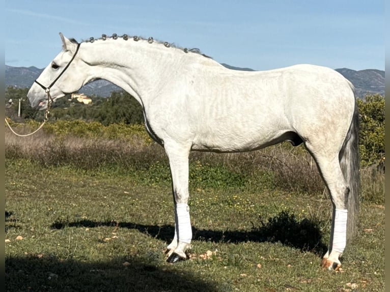 Lusitano Castrone 7 Anni 163 cm Grigio in Neu-Anspach