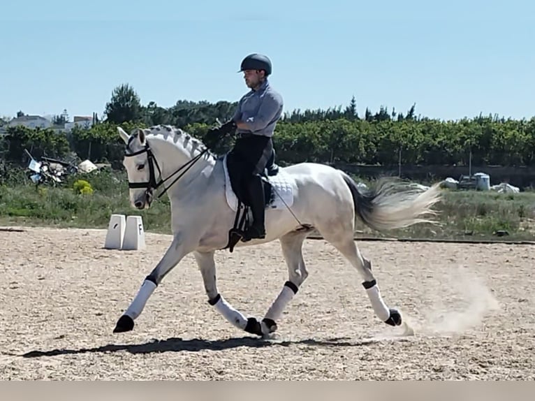 Lusitano Castrone 7 Anni 163 cm Grigio pezzato in Schwarme