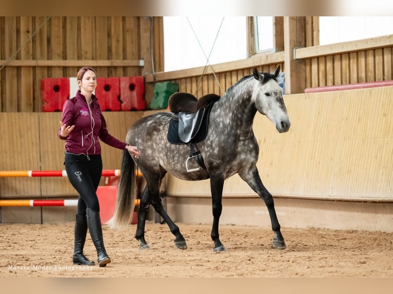 Lusitano Castrone 7 Anni 163 cm Grigio pezzato in Dischingen