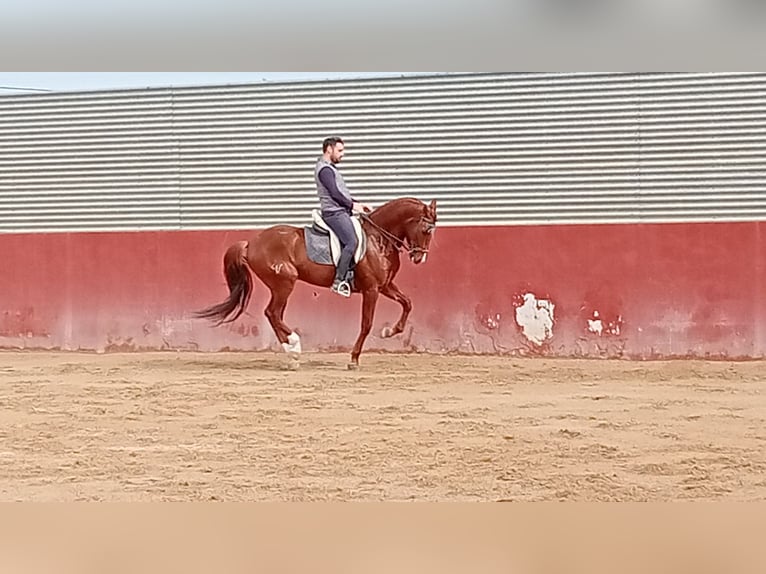 Lusitano Castrone 7 Anni 163 cm Sauro scuro in Molina De Segura