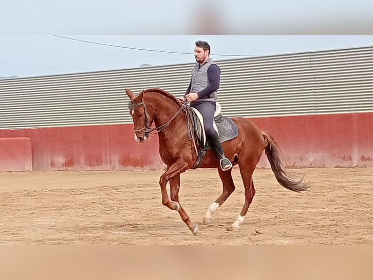 Lusitano Castrone 7 Anni 163 cm Sauro scuro in Molina De Segura