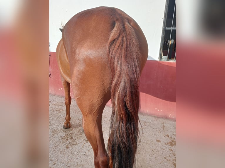 Lusitano Castrone 7 Anni 163 cm Sauro scuro in Molina De Segura