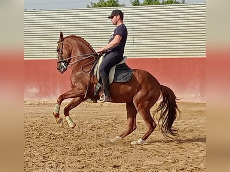 Lusitano Castrone 7 Anni 163 cm Sauro scuro in Molina De Segura