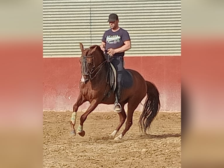 Lusitano Castrone 7 Anni 163 cm Sauro scuro in Molina De Segura