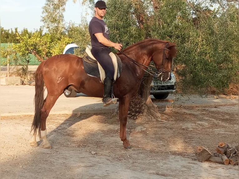 Lusitano Castrone 7 Anni 163 cm Sauro scuro in Molina De Segura