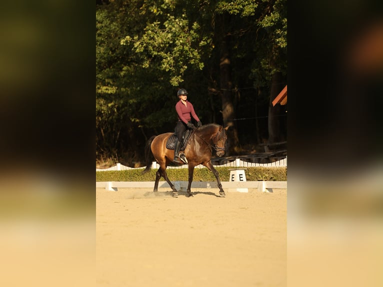 Lusitano Castrone 7 Anni 164 cm Baio scuro in Neu-Anspach