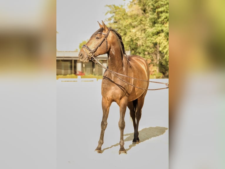 Lusitano Castrone 7 Anni 164 cm Baio scuro in Neu-Anspach