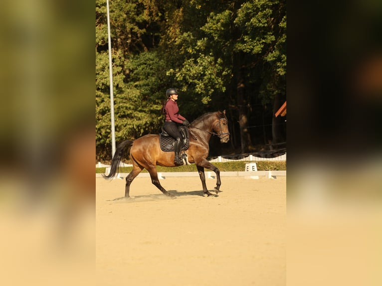 Lusitano Castrone 7 Anni 164 cm Baio scuro in Neu-Anspach