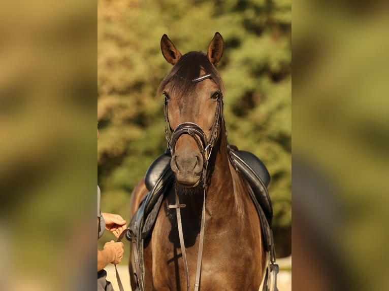 Lusitano Castrone 7 Anni 164 cm Baio scuro in Neu-Anspach