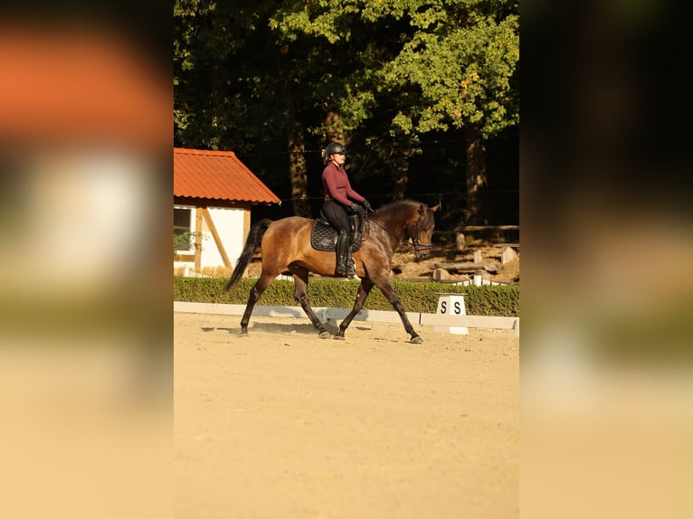 Lusitano Castrone 7 Anni 164 cm Baio scuro in Neu-Anspach